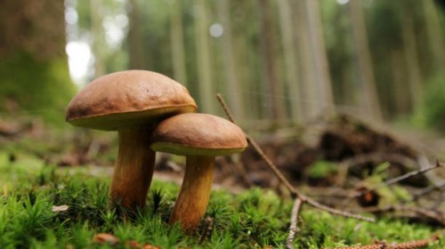 Rok s houbami v knihovně