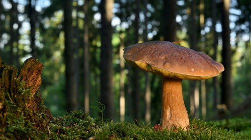 Podletní houbařská vycházka s Danielou Jirouškovou