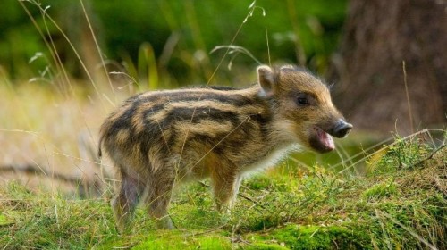 O zvěři, myslivcích a přírodě