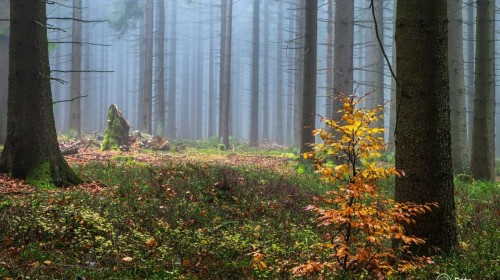 Výstava: (Ne)všední krásy Žďárských vrchů